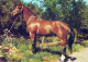 PFERD Tier Vintage Ansichtskarte Postkarte CPSM #PBR953.A - Horses