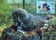 PÁJARO Animales Vintage Tarjeta Postal CPSM #PBR715.A - Oiseaux