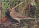 PÁJARO Animales Vintage Tarjeta Postal CPSM #PBR530.A - Oiseaux