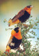 BIRD Animals Vintage Postcard CPSM #PBR474.A - Birds