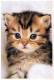 KATZE MIEZEKATZE Tier Vintage Ansichtskarte Postkarte CPSM #PBR028.A - Cats
