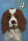 DOG Animals Vintage Postcard CPSM #PBQ618.A - Honden