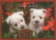 CANE Animale Vintage Cartolina CPSM #PBQ630.A - Hunde
