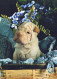 DOG Animals Vintage Postcard CPSM #PBQ603.A - Hunde