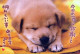 DOG Animals Vintage Postcard CPSM #PBQ508.A - Honden