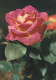 FIORI Vintage Cartolina CPSM #PBZ421.A - Flowers