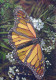 MARIPOSAS Animales LENTICULAR 3D Vintage Tarjeta Postal CPSM #PAZ146.A - Butterflies