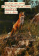 Animaux - Renards - Carte Humoristique - Fox - CPM - Voir Scans Recto-Verso - Otros & Sin Clasificación