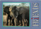 Animaux - Eléphants - African Elephant - Elephants D'Afrique - CPM - Voir Scans Recto-Verso - Olifanten