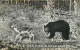 Animaux - Ours - A Little Deer With A Bear Behind - Bear - CPSM Format CPA - Voir Scans Recto-Verso - Osos