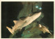 Animaux - Poissons - Aquarium De La Rochelle - Requin Nourrice Et Tortue Caretta - Nurse Shark And Caretta Turtle - Cart - Vissen & Schaaldieren