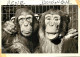 Animaux - Singes - Chimpanzé - CPM - Voir Scans Recto-Verso - Singes