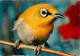 Animaux - Oiseaux - Oiseaux Exotiques - Zosterops - CPM - Voir Scans Recto-Verso - Oiseaux