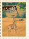 Animaux - Girafes - Collection La Carte Timbre - Découpe Originale En Forme De Timbre - Girafon - Carte Humoristique - C - Giraffes