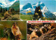 Animaux - Marmottes - CPM - Voir Scans Recto-Verso - Autres & Non Classés