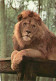 Animaux - Fauves - Lion - Parc De Saint Vrain - Zoo - CPM - Voir Scans Recto-Verso - Leeuwen