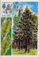 France Cmax Yv:2384/2387 Les Arbres Fdc Orléans 21-9-85 - 1980-1989