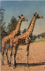 Giraffe - Giraffen