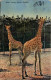 Basel - Zoologischer Garten - Giraffen - Other & Unclassified