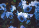 FLOWERS Vintage Ansichtskarte Postkarte CPSM #PBZ867.DE - Fleurs