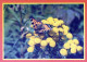SCHMETTERLINGE Tier Vintage Ansichtskarte Postkarte CPSM #PBS471.DE - Papillons