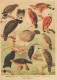 VOGEL Tier Vintage Ansichtskarte Postkarte CPSM #PBR553.DE - Birds