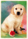 HUND Tier Vintage Ansichtskarte Postkarte CPSM #PBQ376.DE - Dogs