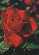 FLOWERS Vintage Ansichtskarte Postkarte CPSM #PAS336.DE - Flowers