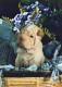 HUND Tier Vintage Ansichtskarte Postkarte CPSM #PAN880.DE - Hunde