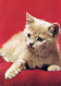 KATZE MIEZEKATZE Tier Vintage Ansichtskarte Postkarte CPSM #PAM489.DE - Cats