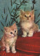 KATZE MIEZEKATZE Tier Vintage Ansichtskarte Postkarte CPSM #PAM298.DE - Chats