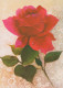 FLORES Vintage Tarjeta Postal CPSM #PBZ803.ES - Flowers