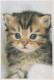 GATO GATITO Animales Vintage Tarjeta Postal CPSM #PBR028.ES - Katzen