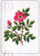 FLORES Vintage Tarjeta Postal CPSM #PAR493.ES - Bloemen