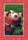 PERRO Animales Vintage Tarjeta Postal CPSM #PAN422.ES - Hunde