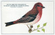 PÁJARO Animales Vintage Tarjeta Postal CPSM #PAN173.ES - Uccelli