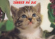 GATO GATITO Animales Vintage Tarjeta Postal CPSM Unposted #PAM548.ES - Katzen