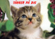 GATO GATITO Animales Vintage Tarjeta Postal CPSM Unposted #PAM548.ES - Katzen