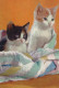 GATO GATITO Animales Vintage Tarjeta Postal CPSM #PAM296.ES - Chats