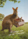 KANGOUROU Animaux Vintage Carte Postale CPSM #PBS933.FR - Andere & Zonder Classificatie