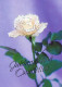 FLOWERS Vintage Postcard CPSM #PBZ560.GB - Flowers