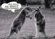 KANGAROO Animals Vintage Postcard CPSM #PBS931.GB - Autres & Non Classés