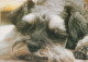 DOG Animals Vintage Postcard CPSM #PBQ373.GB - Honden