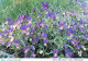 FLOWERS Vintage Postcard CPSM #PAS453.GB - Fiori