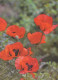 FLOWERS Vintage Postcard CPSM #PAR432.GB - Fiori