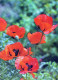 FLOWERS Vintage Postcard CPSM #PAR432.GB - Fleurs