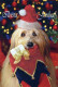 DOG Animals Vintage Postcard CPSM #PAN614.GB - Honden
