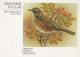 BIRD Animals Vintage Postcard CPSM #PAN111.GB - Birds
