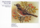 BIRD Animals Vintage Postcard CPSM #PAN111.GB - Vögel