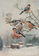 BIRD Animals Vintage Postcard CPSM #PAM802.GB - Vögel